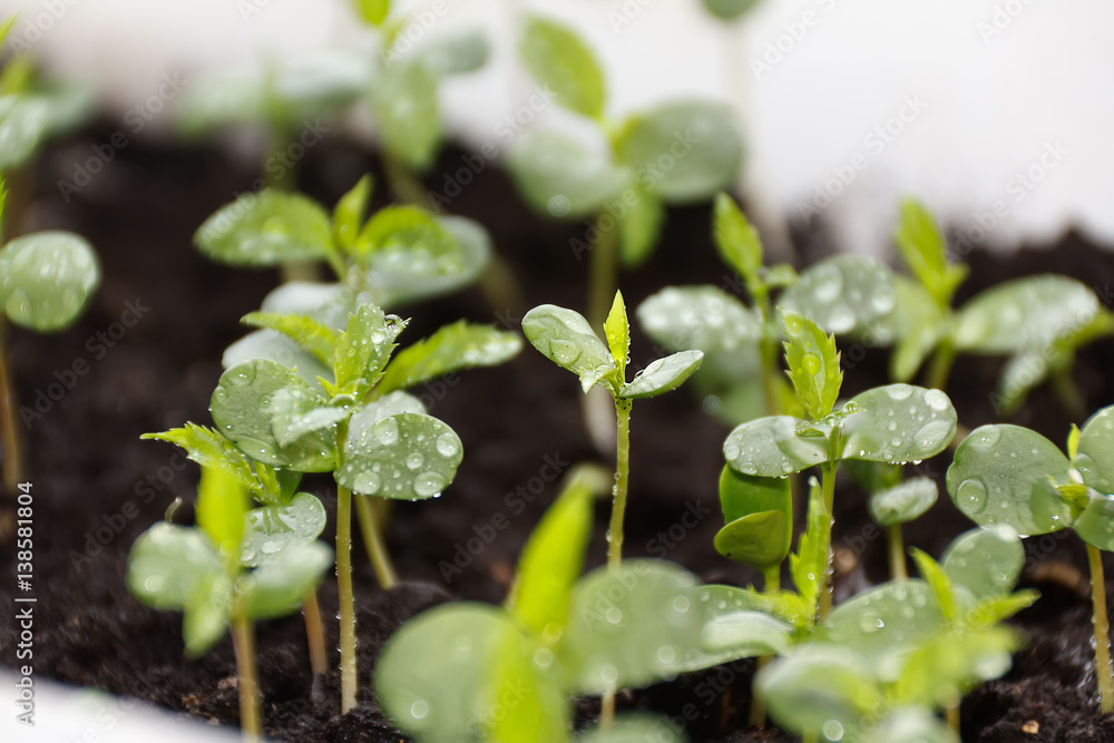 Plants in nursery tray. Plants in nursery tray.
