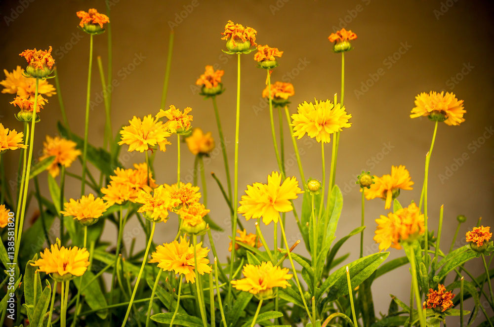 Obraz premium Mediterranean flowers