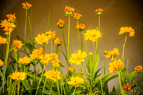 Mediterranean flowers