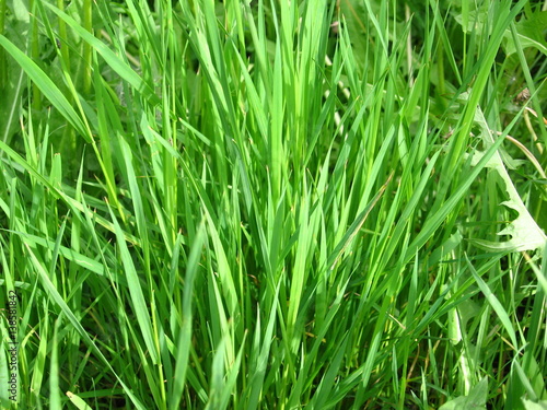 green lush grass garden