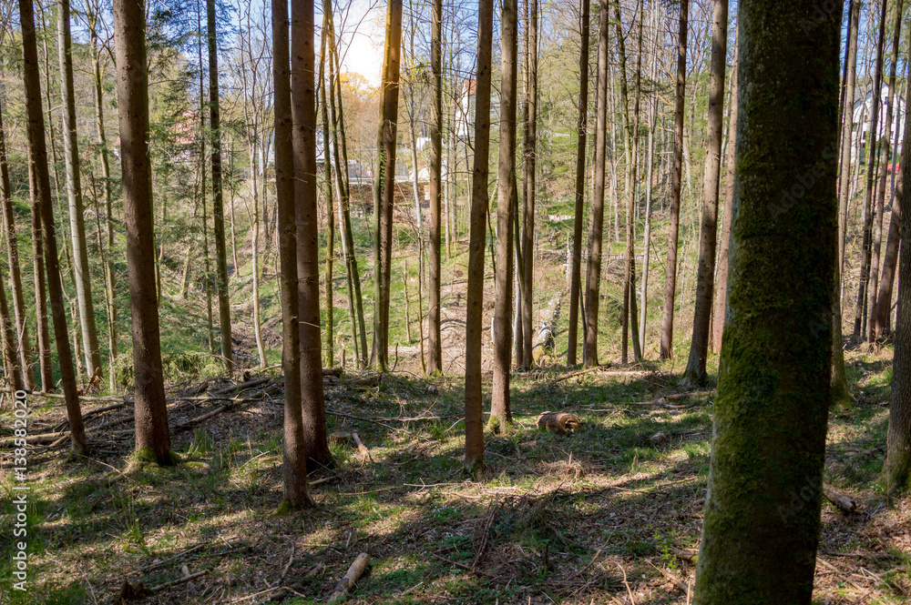 Fototapeta premium Wald im Frühjahr