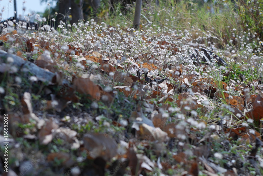 Obraz premium Beautiful grass