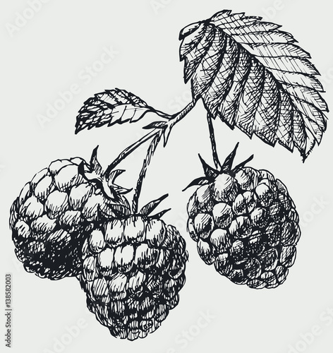 The raspberries on the branch with leaf. Berries vintage vector drawing isolated photo