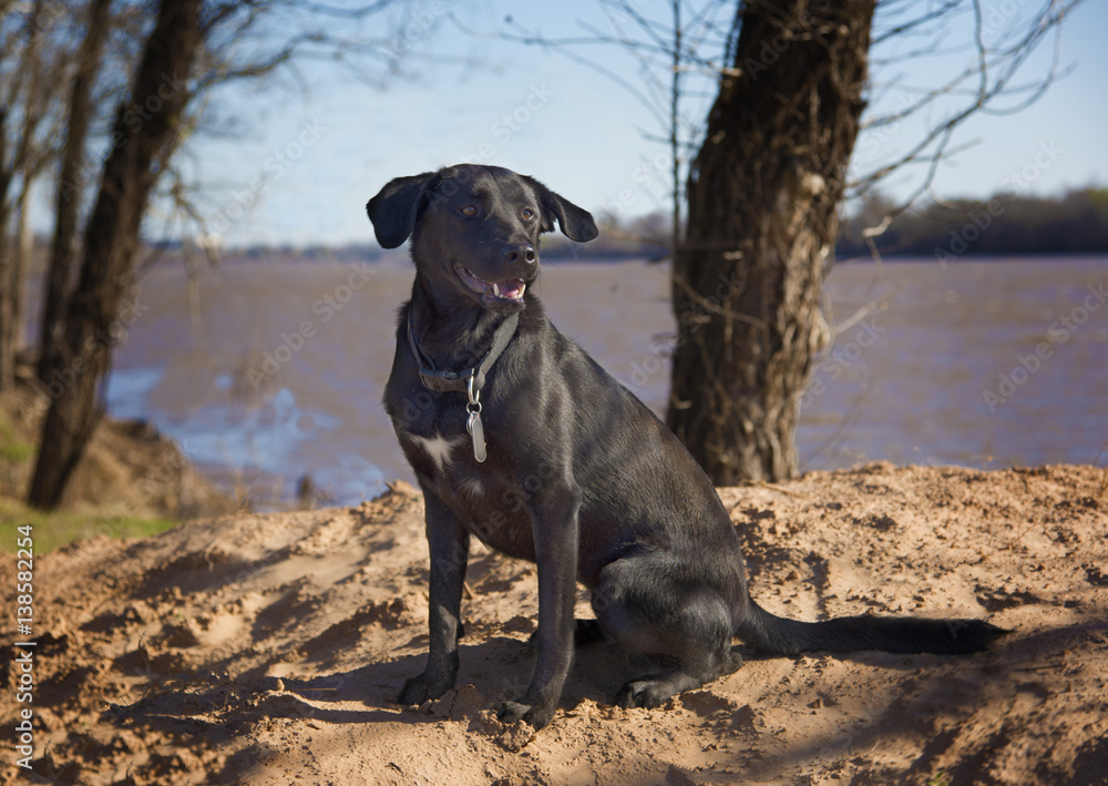 A black Labrador retriever poses for a portrait on a sandy knoll by a river.