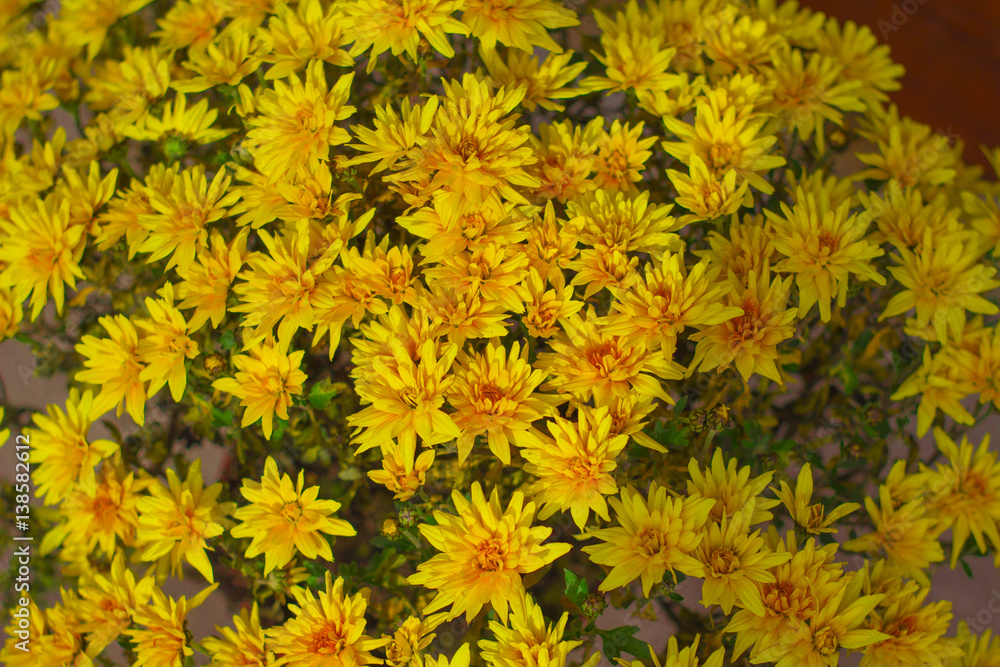 yellow chrysanthemum flowers yellow chrysanthemum flowers