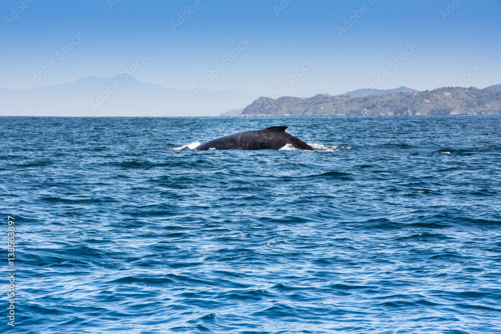 Pacific Ocean Whales Pacific Ocean Whales