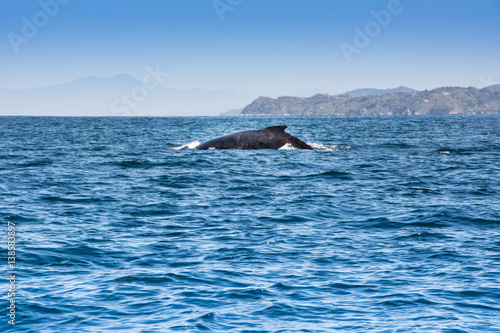 Pacific Ocean Whales