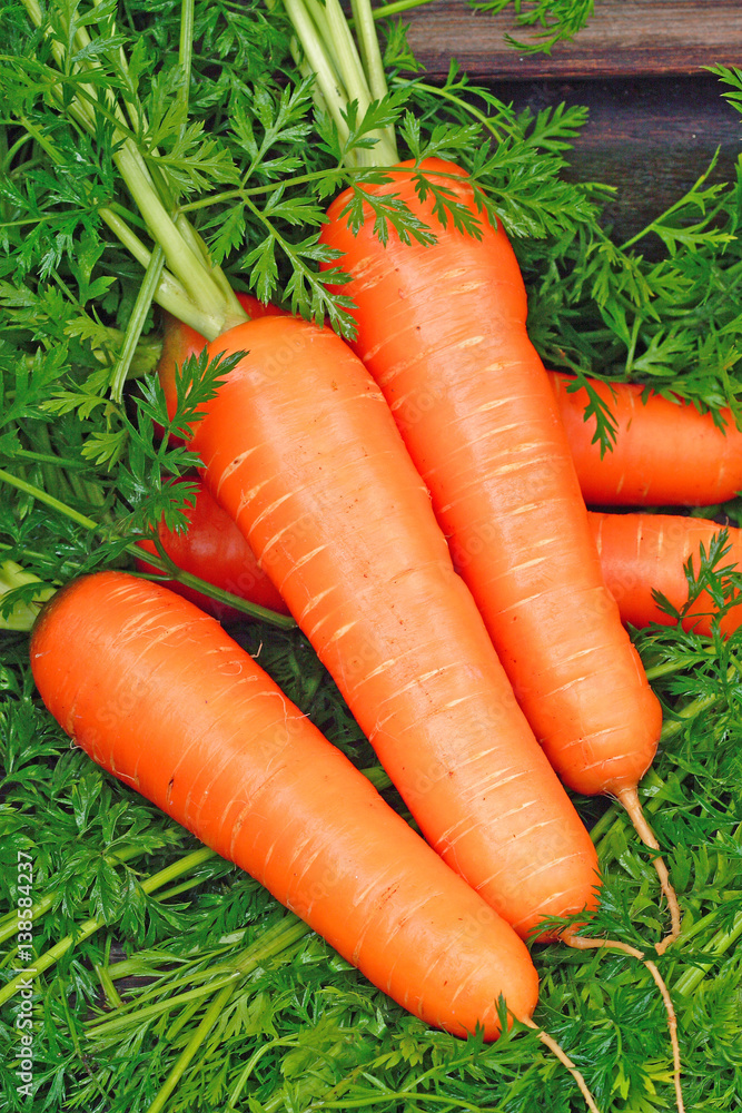 Fresh carrots bunch with leaves Fresh carrots bunch with leaves
