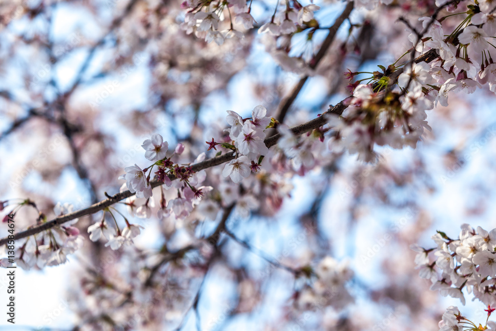 Kirschblüten Kirschblüten
