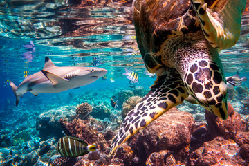 Tropical Coral Reef.