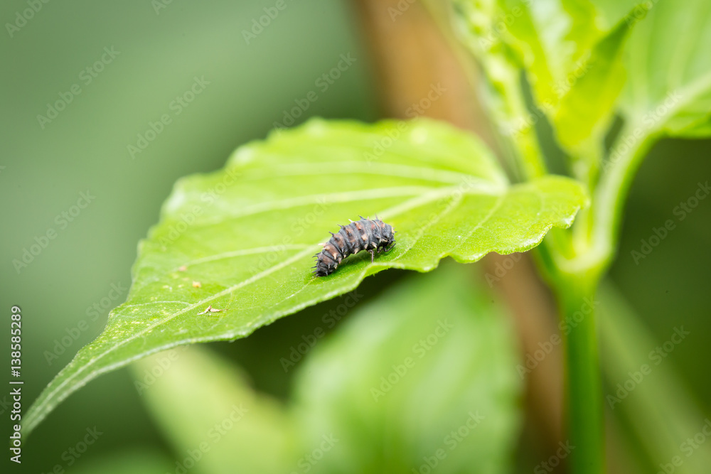 Close up black caterpillar on green leaf Close up black caterpillar on green leaf