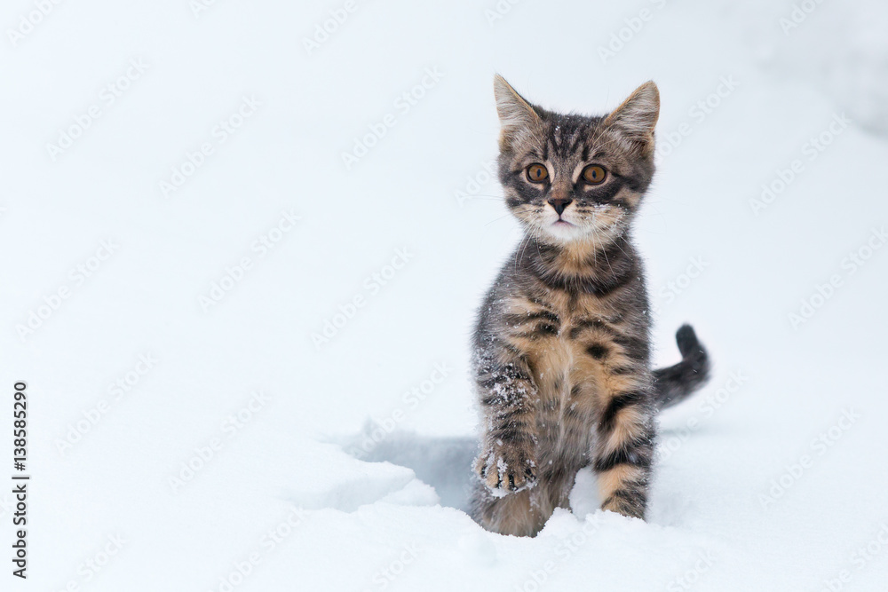 Little kitten in the frozen snow.