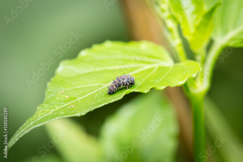 Close up black caterpillar on green leaf © muzicmanjy