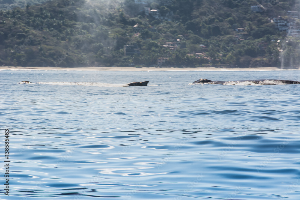 Obraz premium Humpback Whales