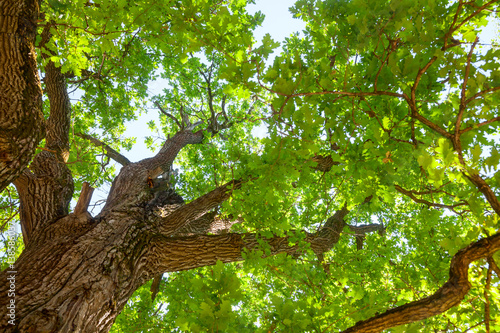 Oak tree leaves summer background