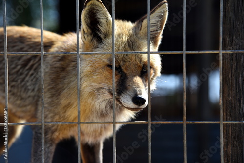 Fotografia, Obraz fox in captivity
