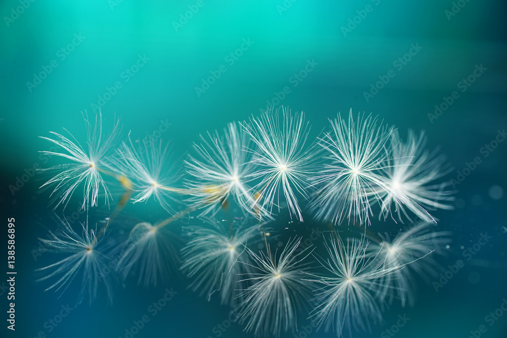 Obraz premium Seeds of dandelion flowers on a mirror with reflection on a turquoise background. Air soft image template Border.