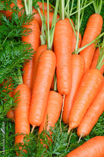 Fresh carrots bunch with leaves