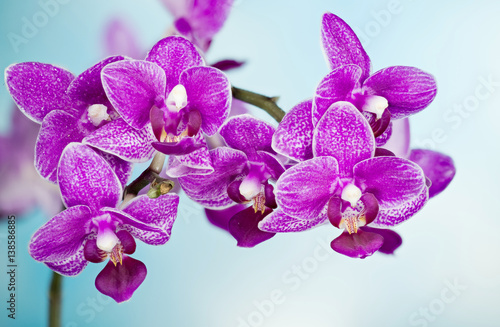 Fototapeta Naklejka Na Ścianę i Meble -  Orchidea, Orchid