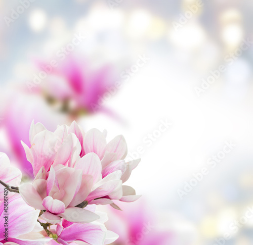Bunch of Magnolia pink flowers over gray background with copy space