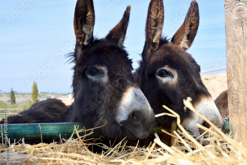two donkeys eating straw
