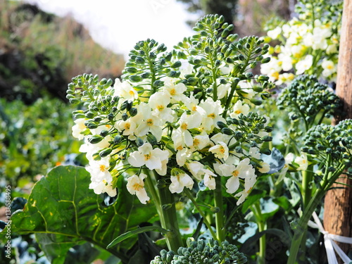 broccoli in fiore