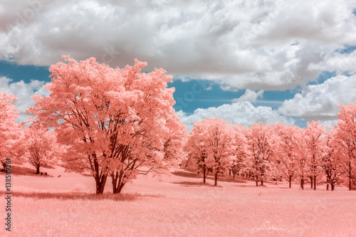 Canvas Print Pink forest