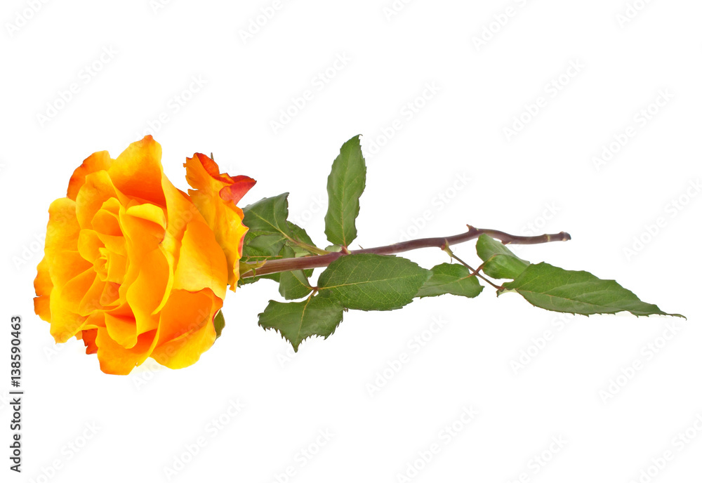 Orange rose isolated on white background