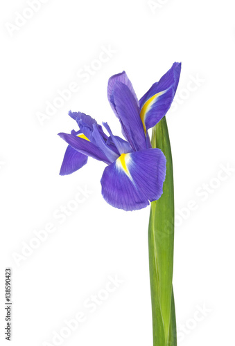 Iris flower isolated on a white background, close-up