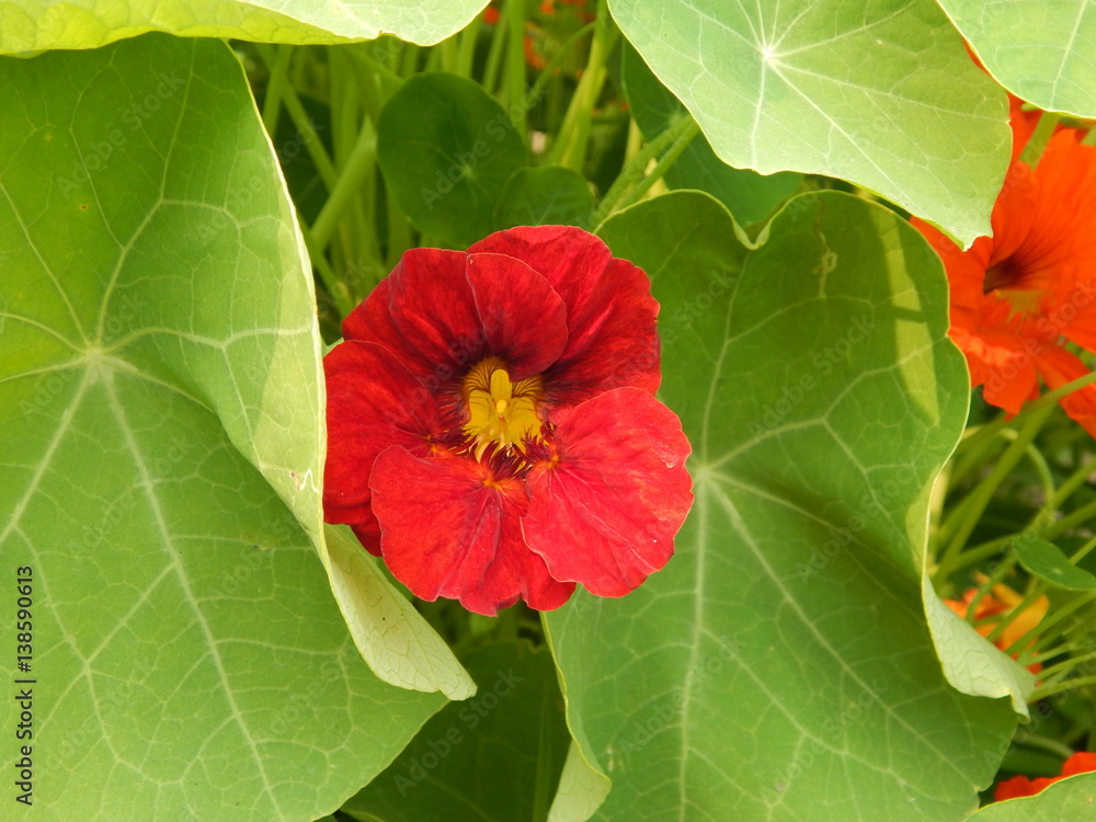 flowers in nature flowers in nature