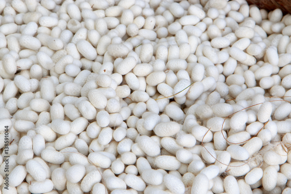 Silk worm cocoons