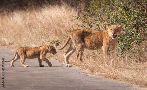 Two young lions crossing a road. Kruger  South Africa