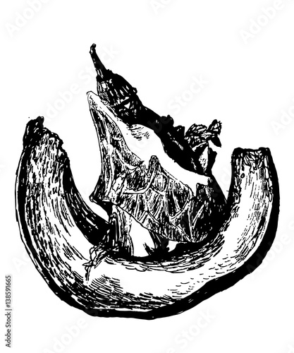 drawing Spanish tapas with jamon on a piece of pumpkin, sketch, hand-drawn vector illustration