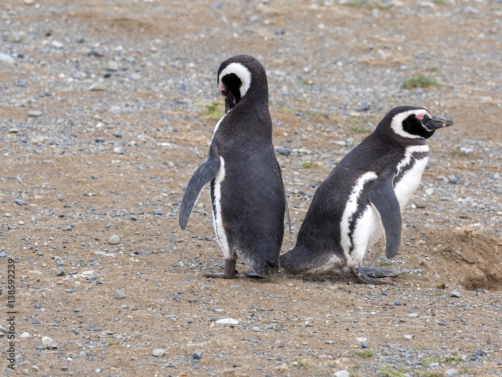 Obraz premium a pair of Magellanic Penguin, Spheniscus magellanicus on nesting burrows, Isla Magdalena, Patagonia, Chile