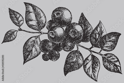 The blueberry on the branch with leaf. Berries vintage vector drawing isolated