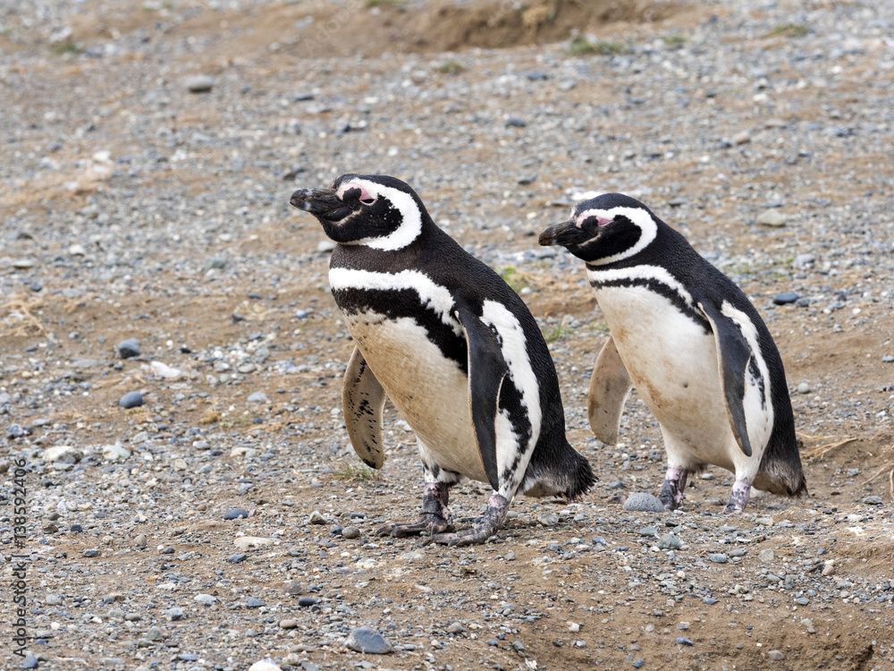Fototapeta premium a pair of Magellanic Penguin, Spheniscus magellanicus on nesting burrows, Isla Magdalena, Patagonia, Chile