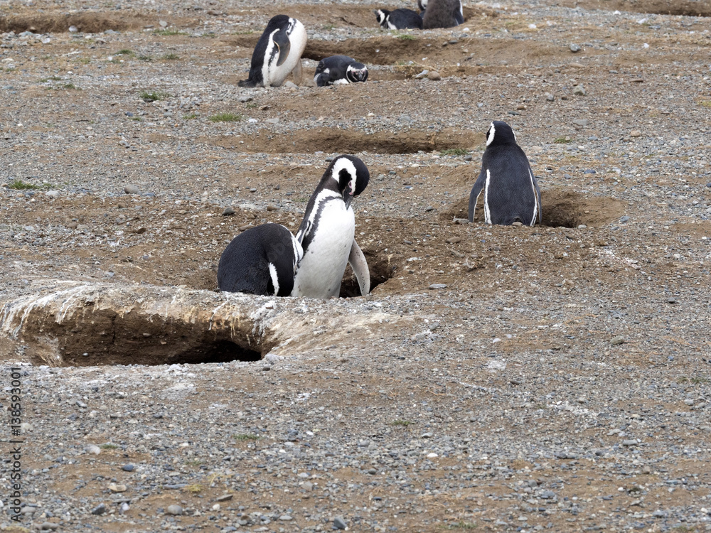 Fototapeta premium a pair of Magellanic Penguin, Spheniscus magellanicus on nesting burrows, Isla Magdalena, Patagonia, Chile