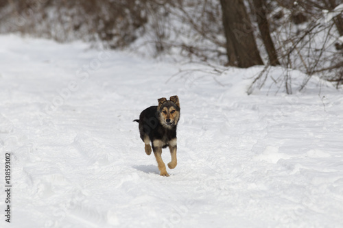 Dog running through snow-covered forest road