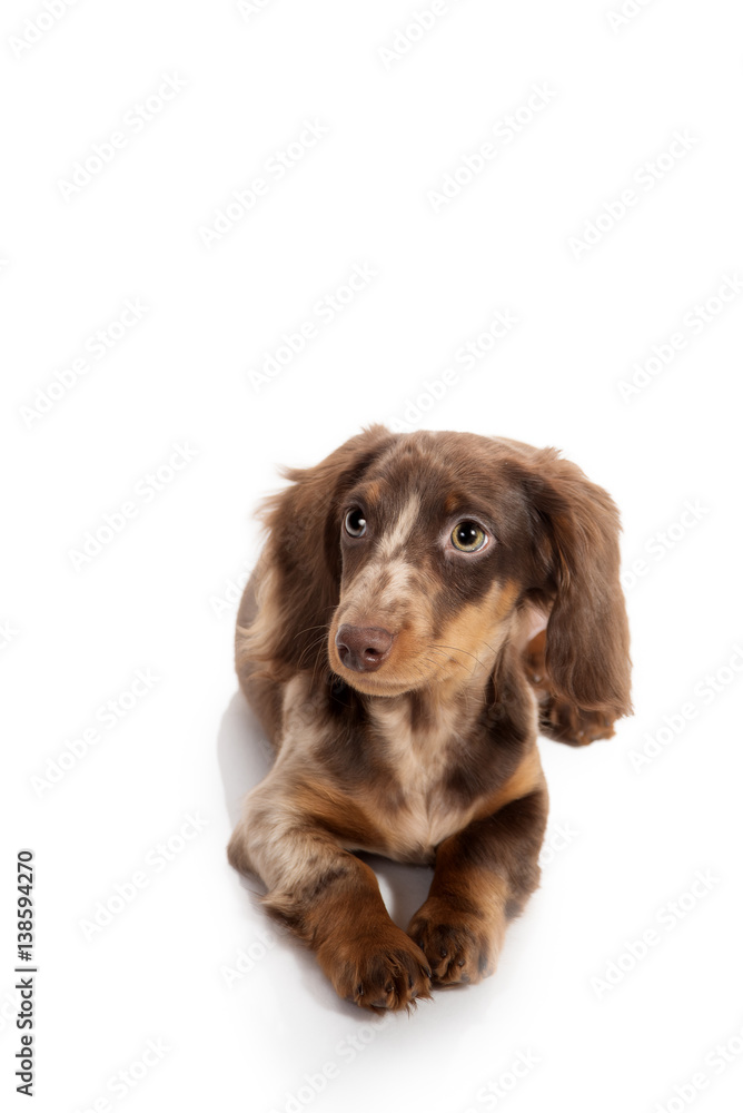 Small dachshund dog