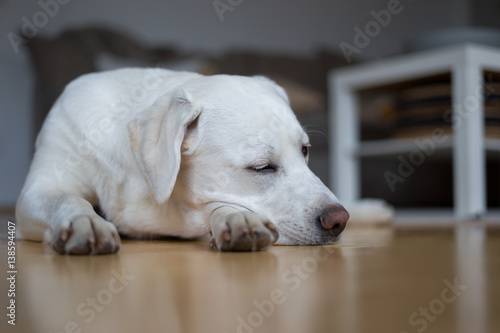 junger süßer weißer labrador retriever hund liegt müde auf dem fußboden und wartet