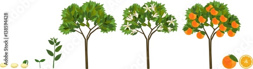 Plant growing from seed to orange tree. Life cycle plant