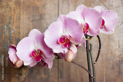 Pink streaked orchid flower (Phalaenopsis) on wooden background