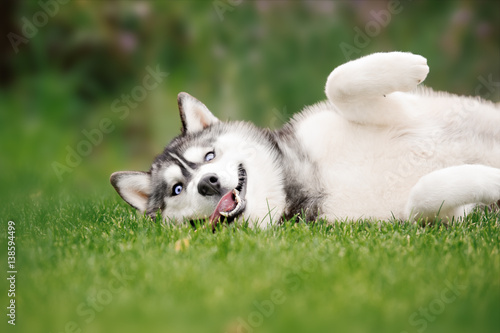 Obraz na plátně Cute siberian husky puppy lying on green grass