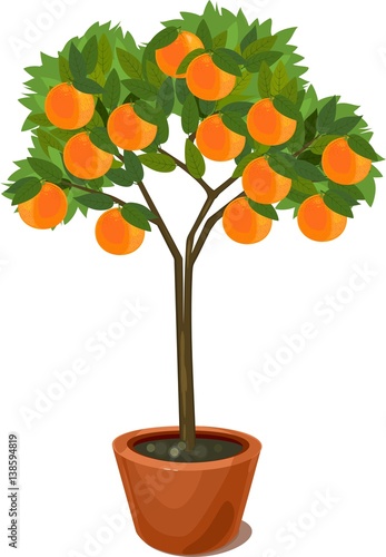 Orange tree in pot