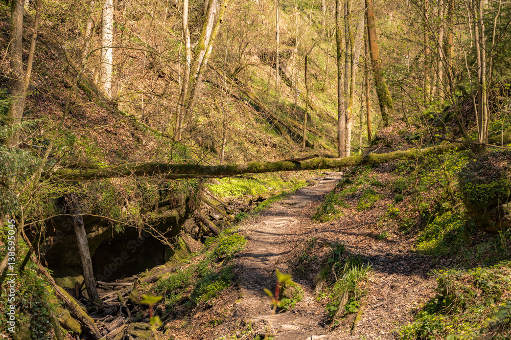 Naklejka premium Wald im Frühjahr