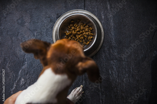 food for dogs in the plate