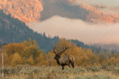 Bull Elk