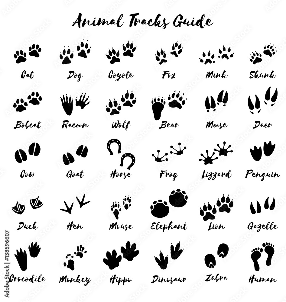 Animal tracks - foot print guide vector Stock Vector
