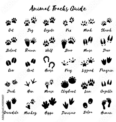 Animal tracks - foot print guide vector