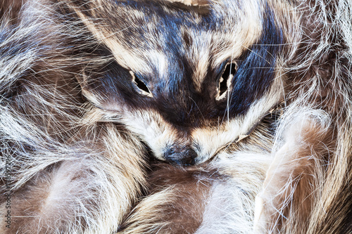 raccoon pelt with head close up